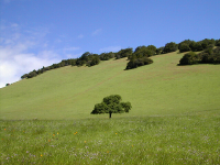 mt burdell lonely tree.png